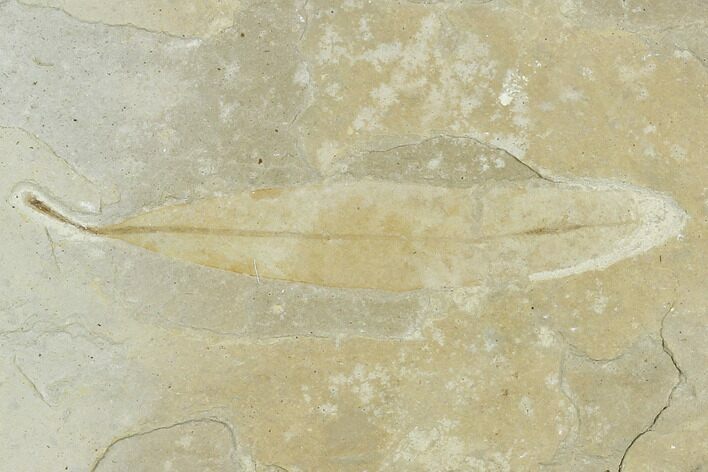 Fossil Eucalyptus Leaf - Green River Formation, Utah #118004
